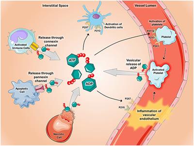 Purinergic Signaling in Pulmonary Inflammation